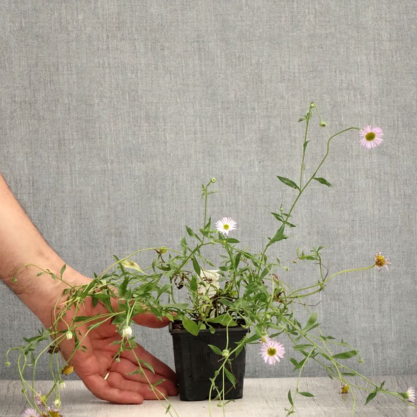 Ejemplar de Erigeron karvinskianus Lavender Lady - Margarita cimarrona Maceta de 8/9 cm entregado en verano