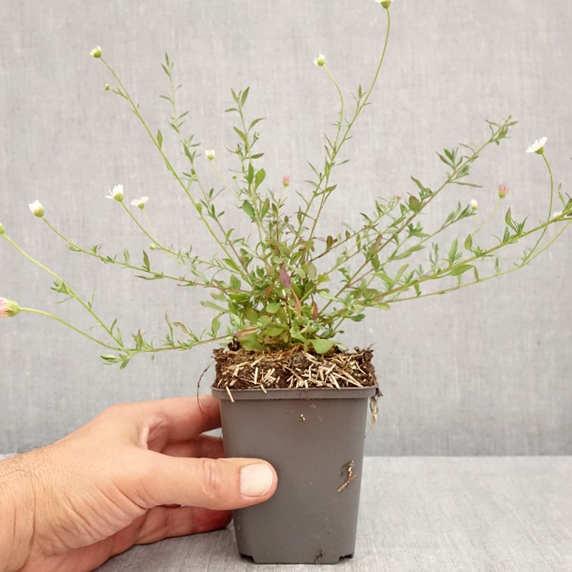 Ejemplar de Erigeron karvinskianus - Margarita cimarrona Maceta de 7/8 cm entregado en otoño