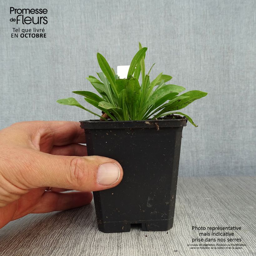 Ejemplar de Erigeron Professor Korodi - Margarita Maceta de 8/9 cm entregado en otoño