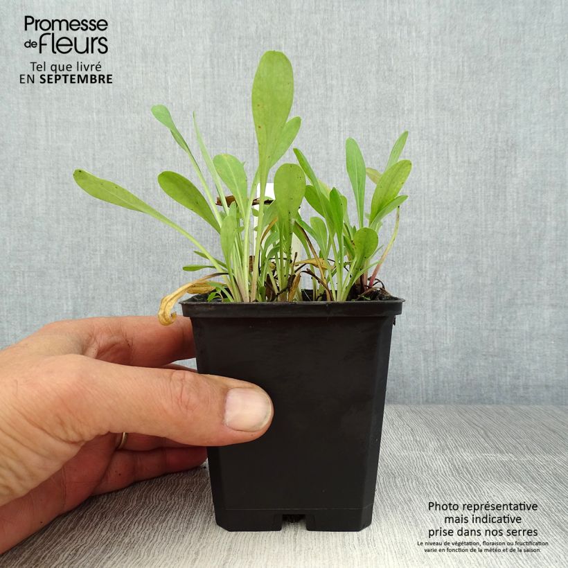 Ejemplar de Erigeron Quakeress - Margarita Maceta de 8/9 cm entregado en verano