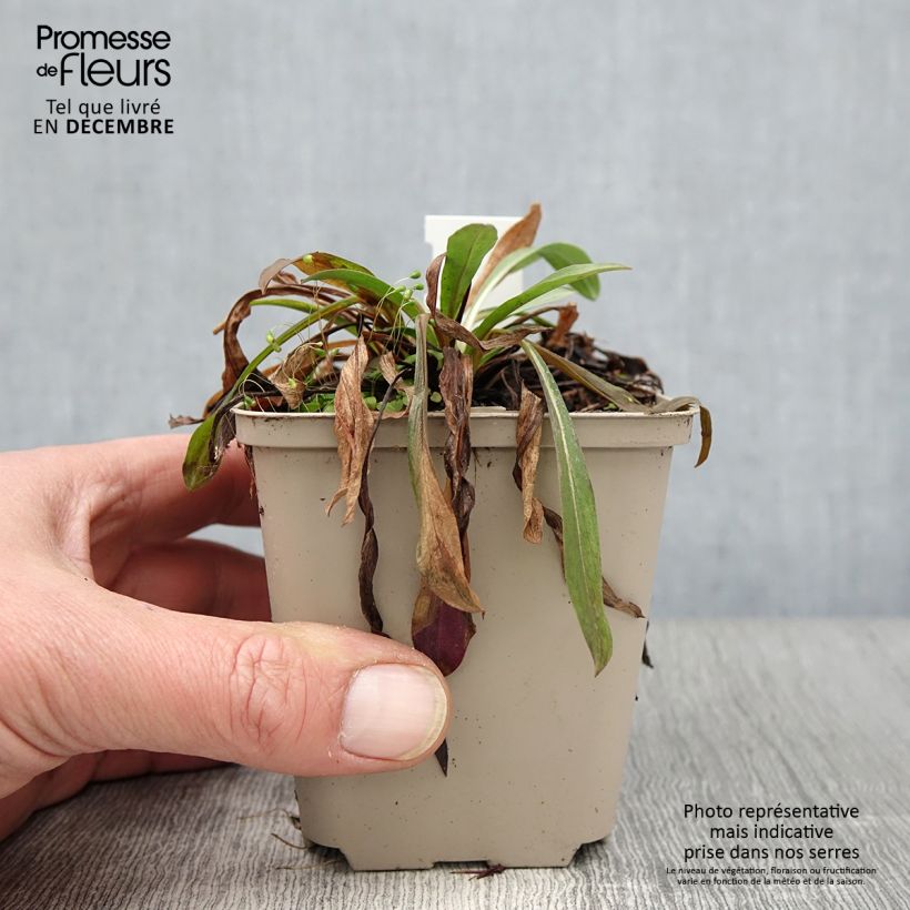 Ejemplar de Erigeron Schwarzes Meer - Margarita Maceta de 8/9 cm entregado en otoño