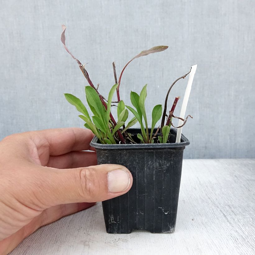 Ejemplar de Erigeron speciosus Sommerneuschnee - Margarita de Oregón Maceta de 8/9 cm entregado en verano