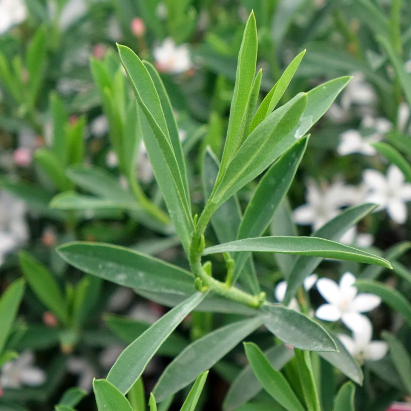 Eriostemon myoporoides Flower Girl Pink (Follaje)