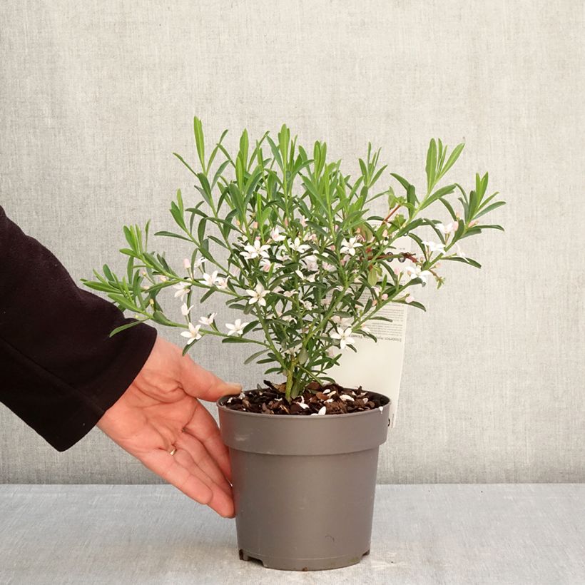 Eriostemon myoporoides Flower Girl Pink Maceta 1L/1,5L Ejemplar entregado en la primavera