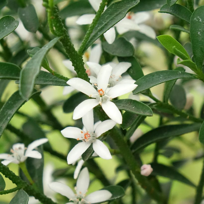 Eriostemon myoporoides Flower Girl White (Floración)