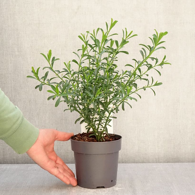 Eriostemon myoporoides Flower Girl White Maceta 1L/1,5L Ejemplar entregado en invierno