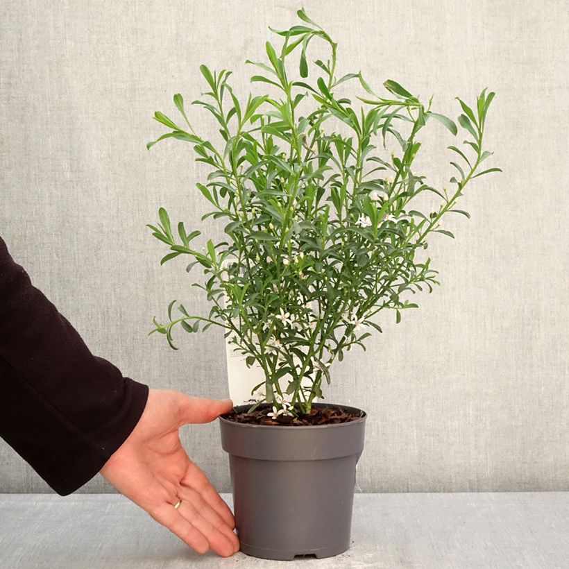 Eriostemon myoporoides Flower Girl White Maceta 1L/1,5L Ejemplar entregado en la primavera