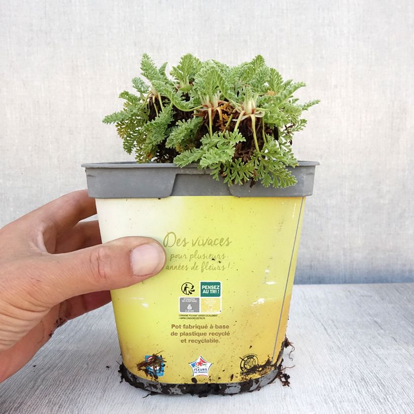 Ejemplar de Erodium chrysanthum - Alfileria amarilla Maceta 2L/3L entregado en verano