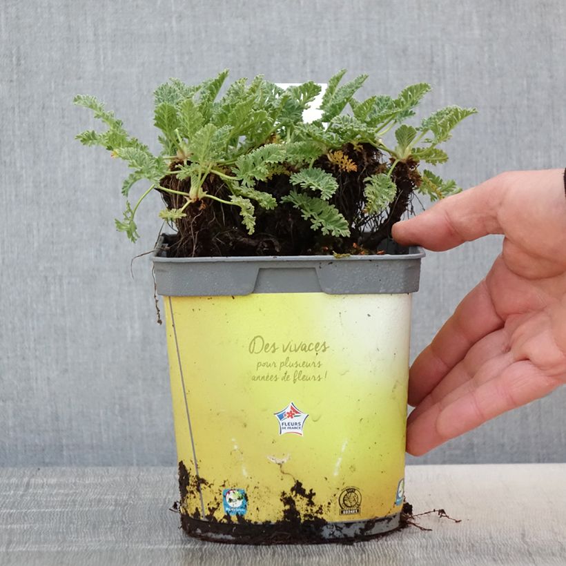 Erodium chrysanthum - Alfileria amarilla Maceta 2L/3L Ejemplar entregado en la primavera