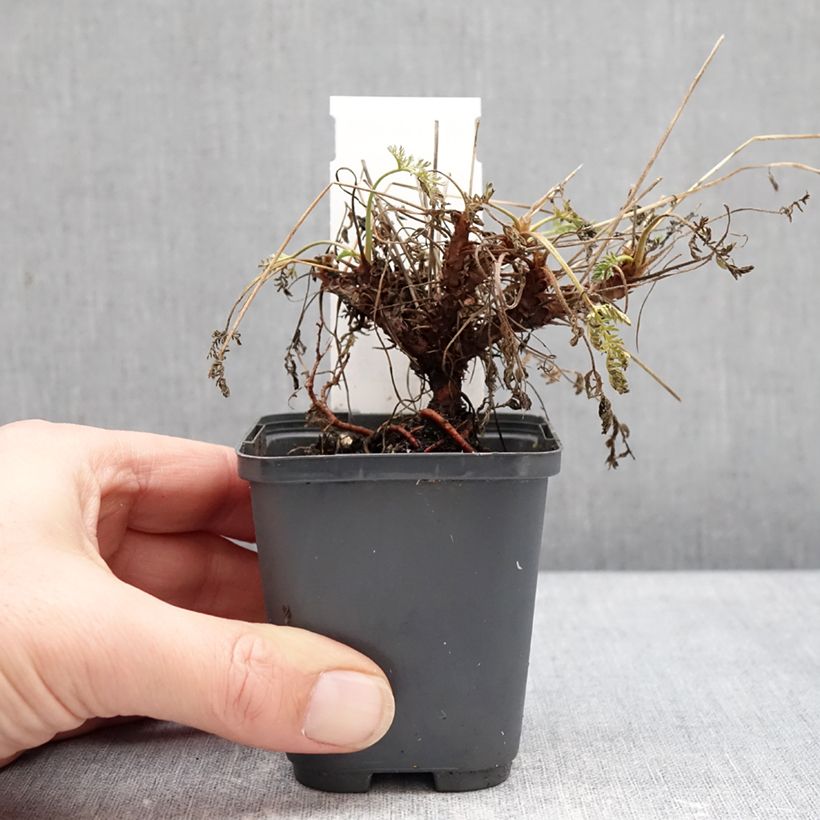 Erodium glandulosum Spanish Eyes - Alfileria Maceta de 7/8 cm Ejemplar entregado en invierno