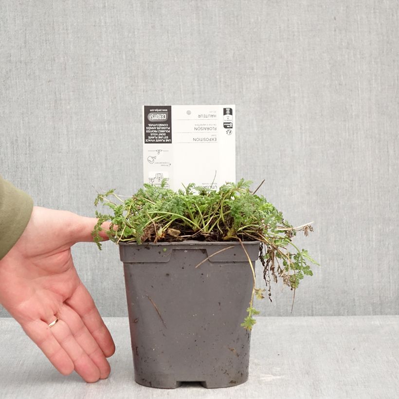 Erodium glandulosum Spanish Eyes - Alfileria Maceta 2L/3L Ejemplar entregado en invierno