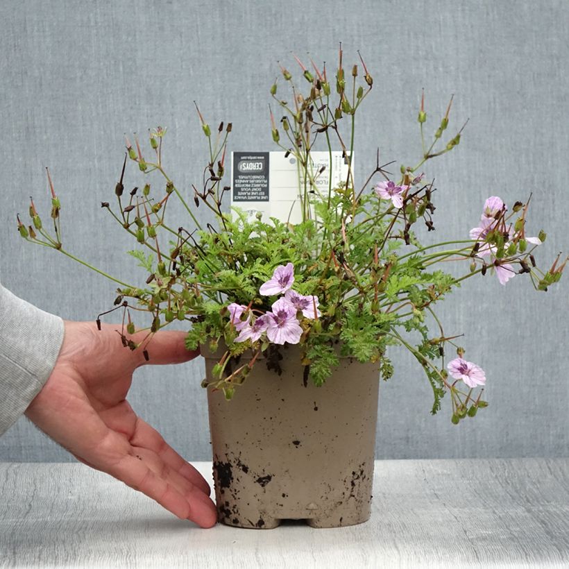 Ejemplar de Erodium glandulosum Spanish Eyes - Alfileria Maceta 2L/3L entregado en verano