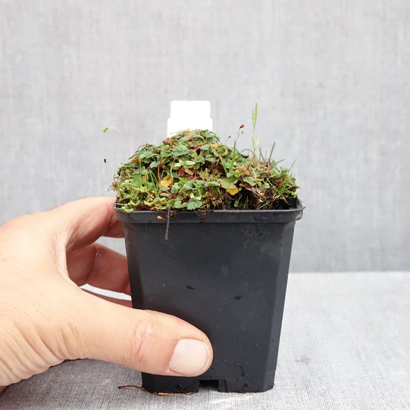 Ejemplar de Erodium variabile Album - Alfileria Maceta de 8/9 cm entregado en otoño
