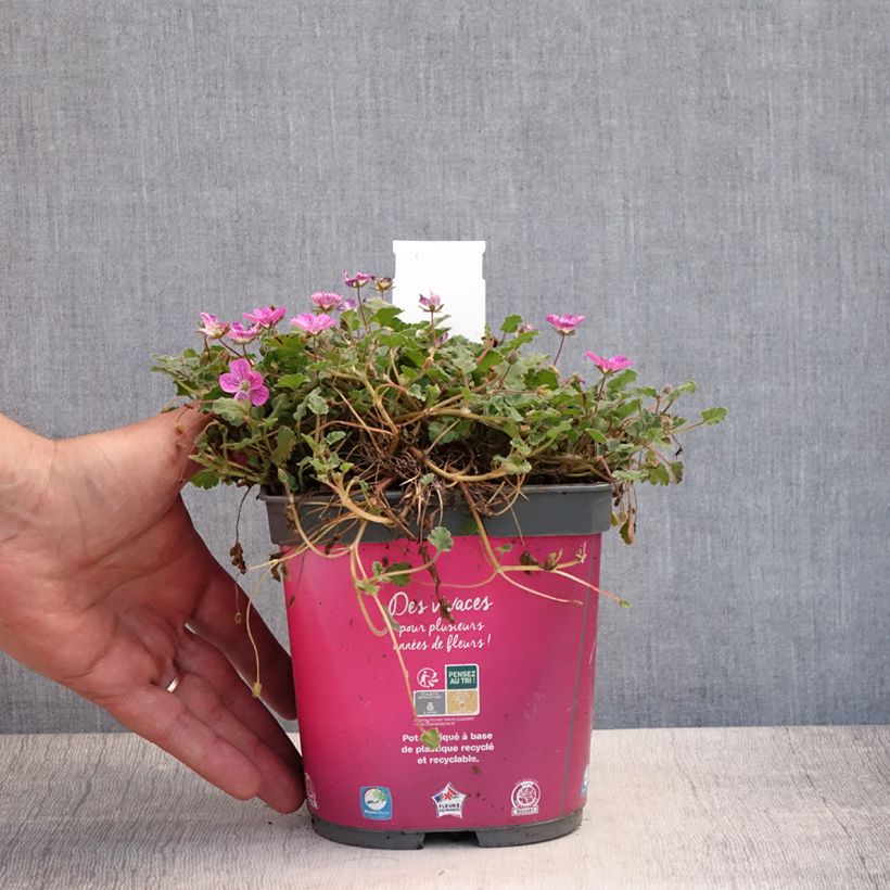Ejemplar de Erodium Bishop's Form - Alfileria Maceta 2L/3L entregado en verano