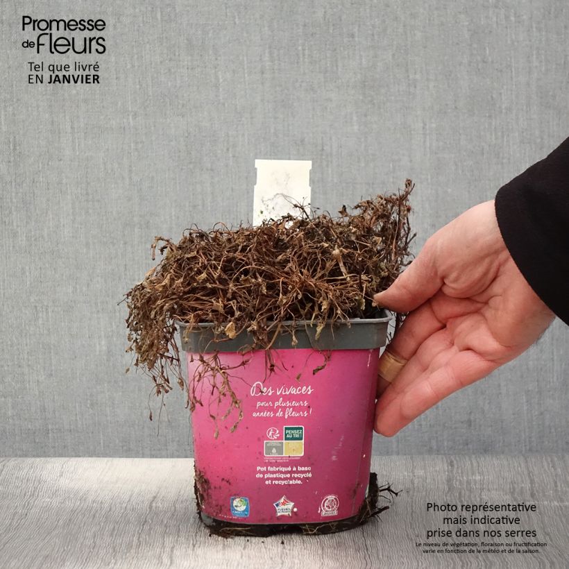 Erodium Bishop's Form - Alfileria Maceta 2L/3L Ejemplar entregado en invierno