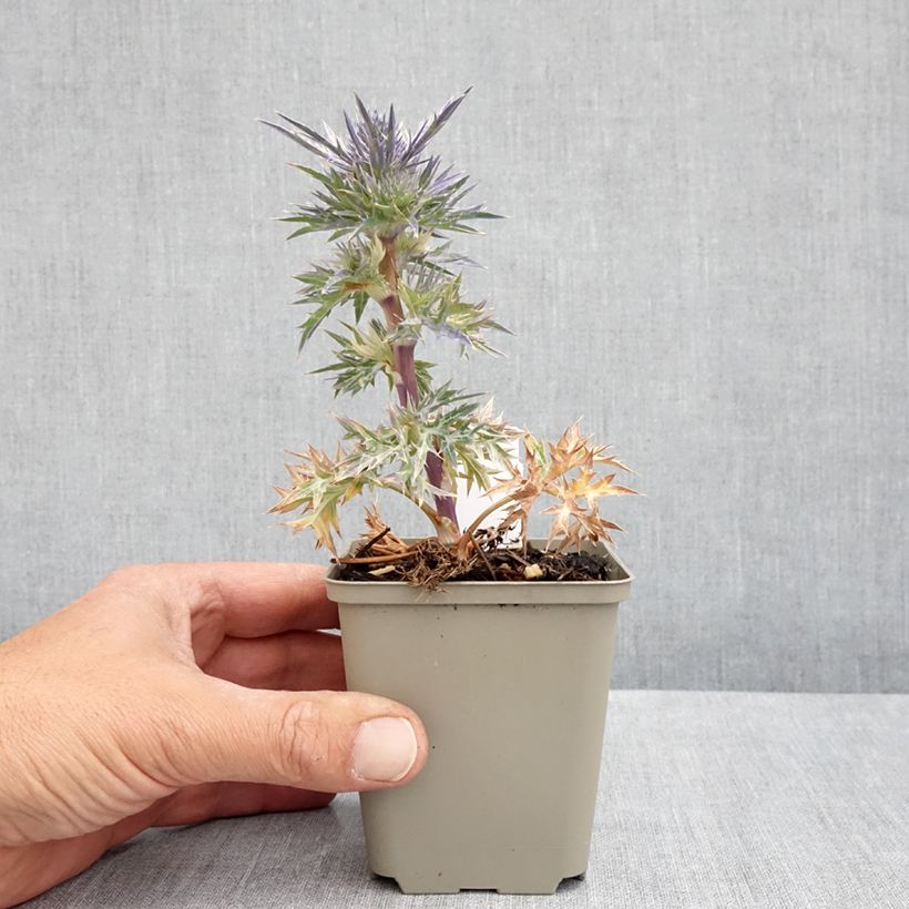 Eryngium maritimum Lapis Blue - Cardo de mar Maceta de 8/9 cm Ejemplar entregado en la primavera