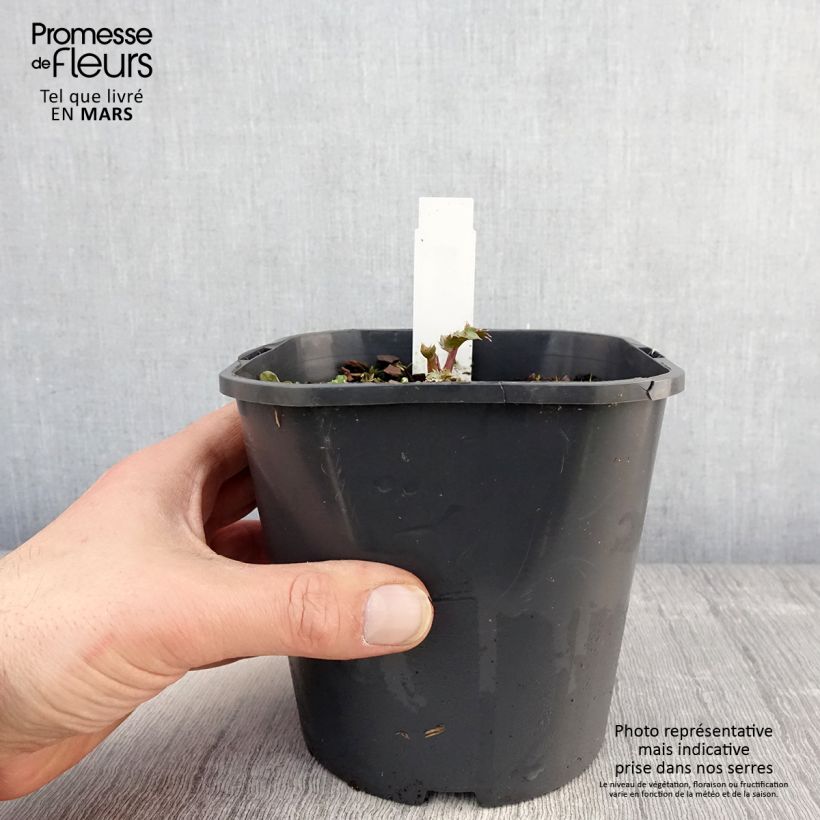 Eryngium maritimum - Cardo de mar Maceta 2L/3L Ejemplar entregado en la primavera