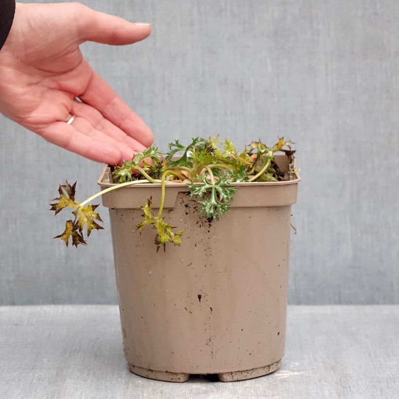Ejemplar de Eryngium bourgatii Pico's Amethyst - Panizo de mar Maceta 3L/4L entregado en otoño