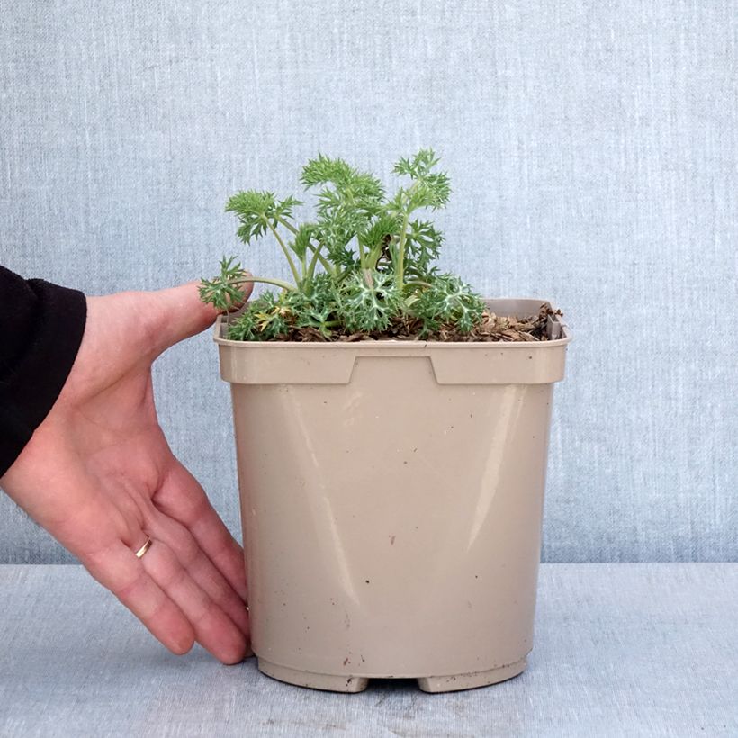 Eryngium bourgatii Pico's Amethyst - Panizo de mar Maceta 3L/4L Ejemplar entregado en la primavera