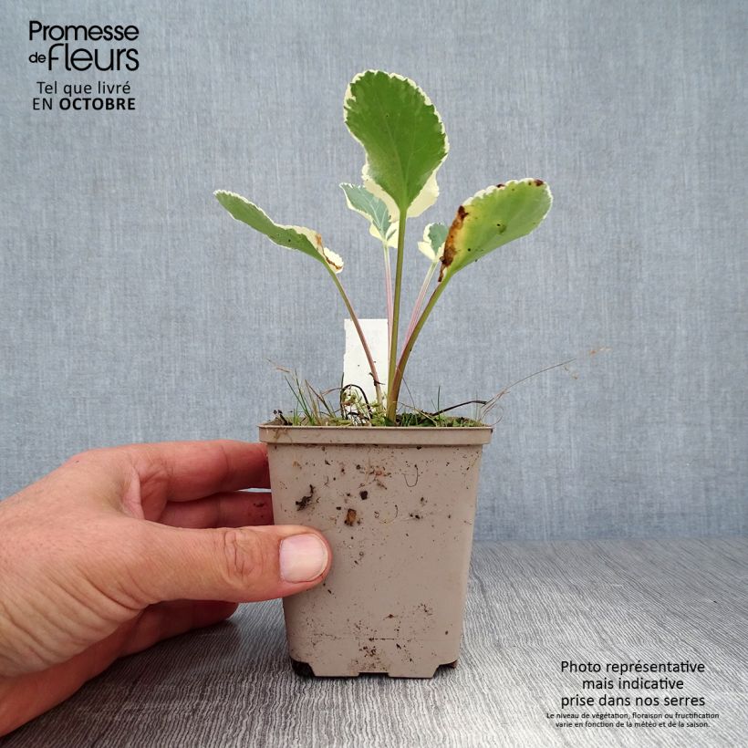 Ejemplar de Eryngium planum Jade Frost - Cardo plano Maceta de 8/9 cm entregado en otoño