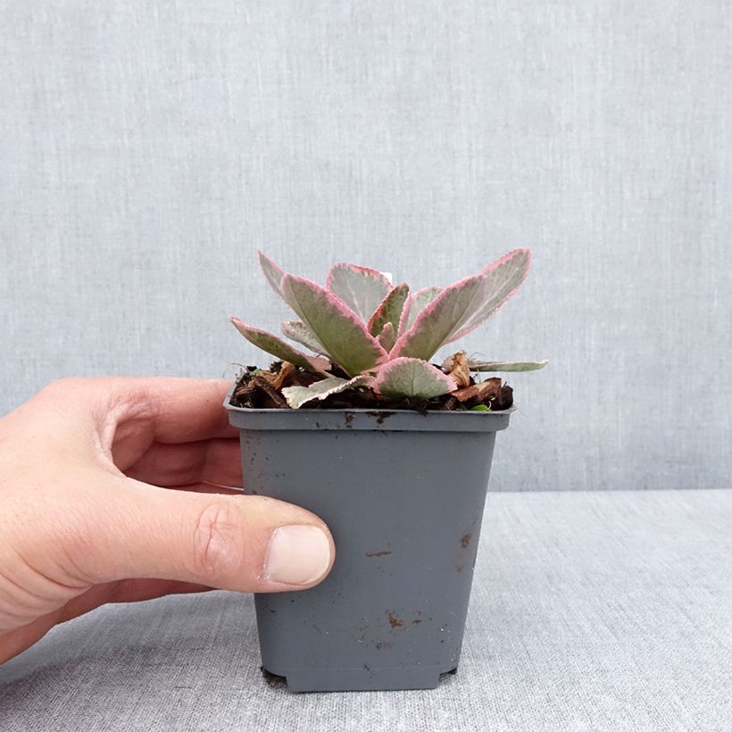 Eryngium planum Jade Frost - Cardo plano Maceta de 8/9 cm Ejemplar entregado en la primavera