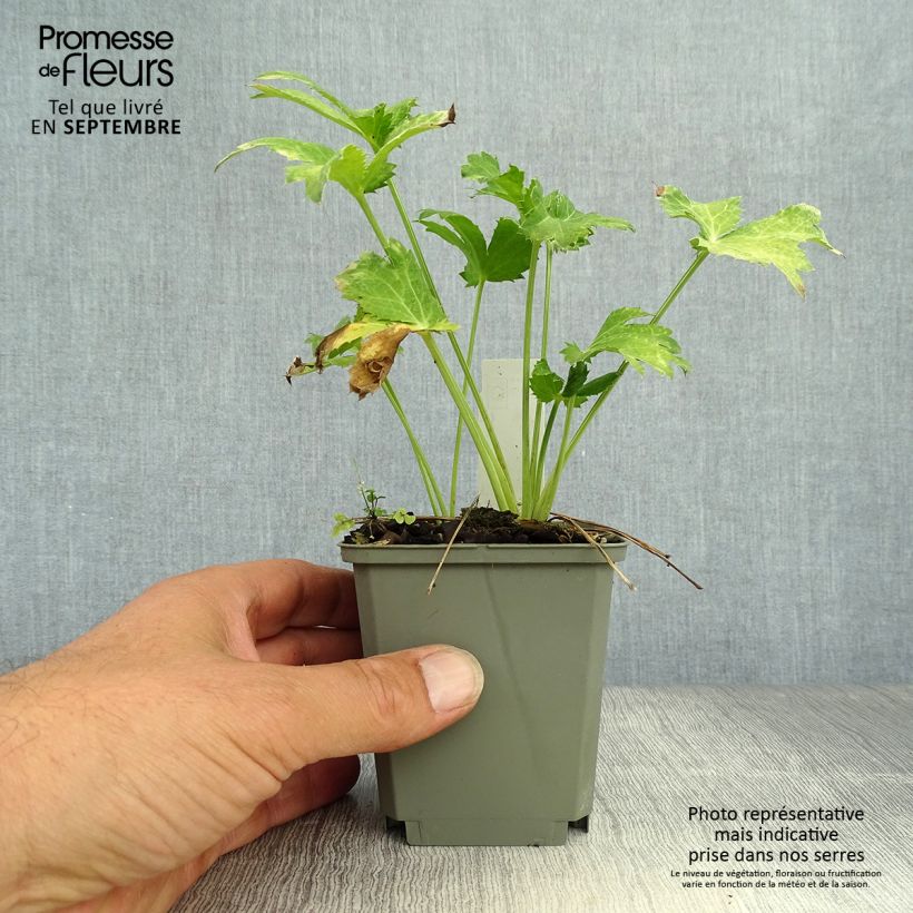 Ejemplar de Eryngium planum Neptune's Gold - Cardo plano Maceta de 8/9 cm entregado en otoño