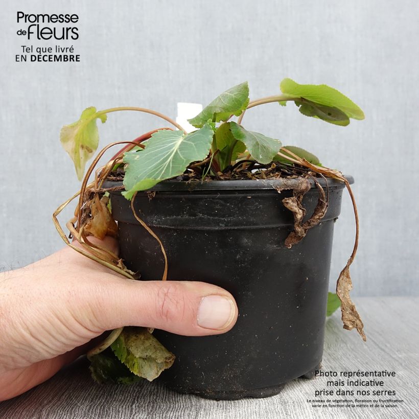 Ejemplar de Eryngium planum - Cardo plano Maceta 2L/3L entregado en otoño