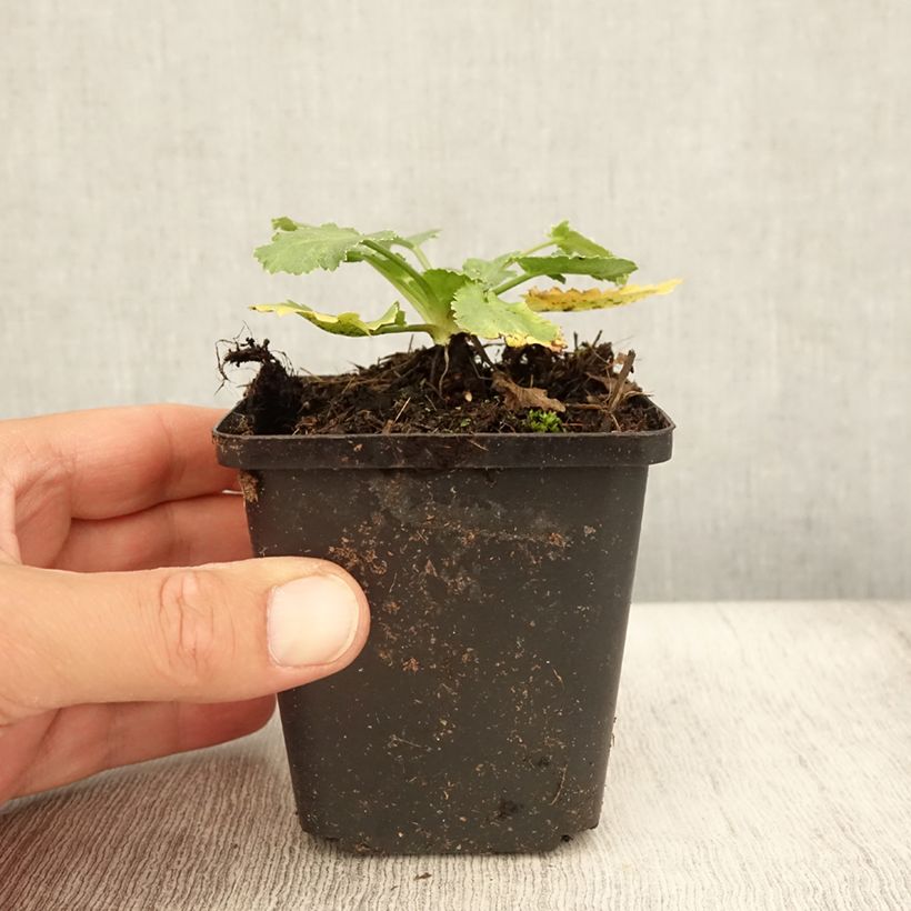 Ejemplar de Eryngium tripartitum - Cardo trífido Maceta de 8/9 cm entregado en verano