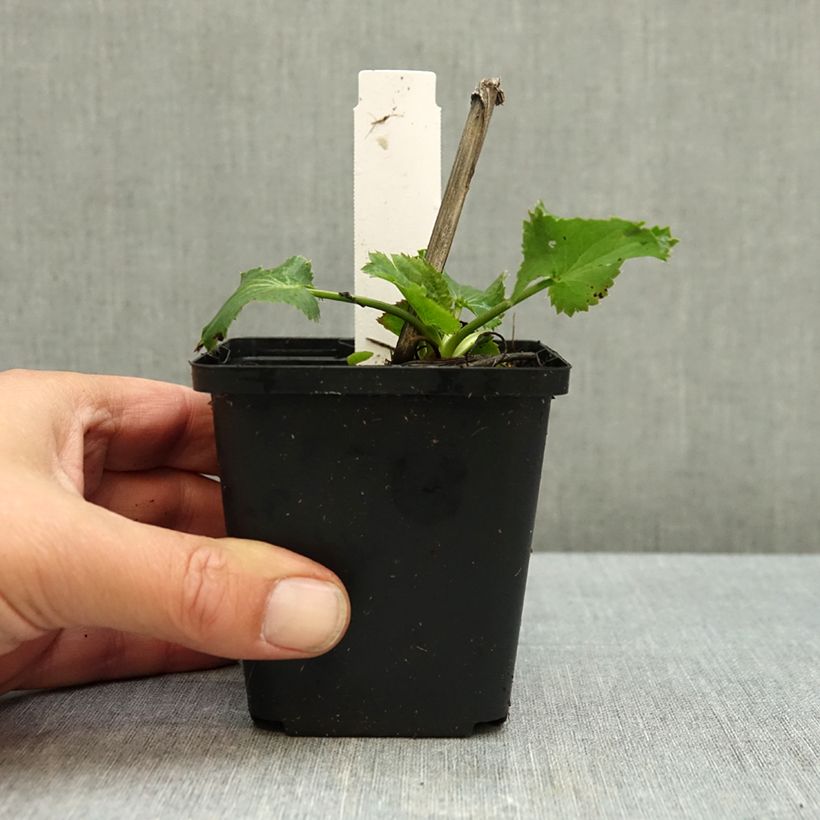 Ejemplar de Eryngium zabelii Violetta - Eringio Maceta de 8/9 cm entregado en otoño
