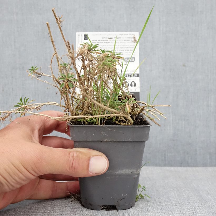 Ejemplar de Erysimum Jubilee Gold - Alhelí Maceta de 8/9 cm entregado en otoño