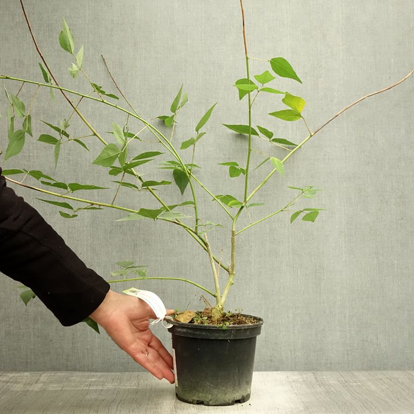 Ejemplar de Erythrina Amélie Jeckert - Ceibo Maceta 3L/4L entregado en otoño