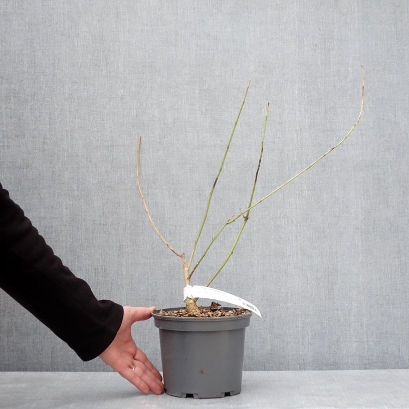 Erythrina Amélie Jeckert - Ceibo Maceta 3L/4L Ejemplar entregado en invierno