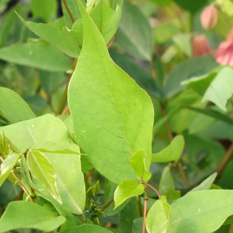 Erythrina Amélie Jeckert - Ceibo (Follaje)