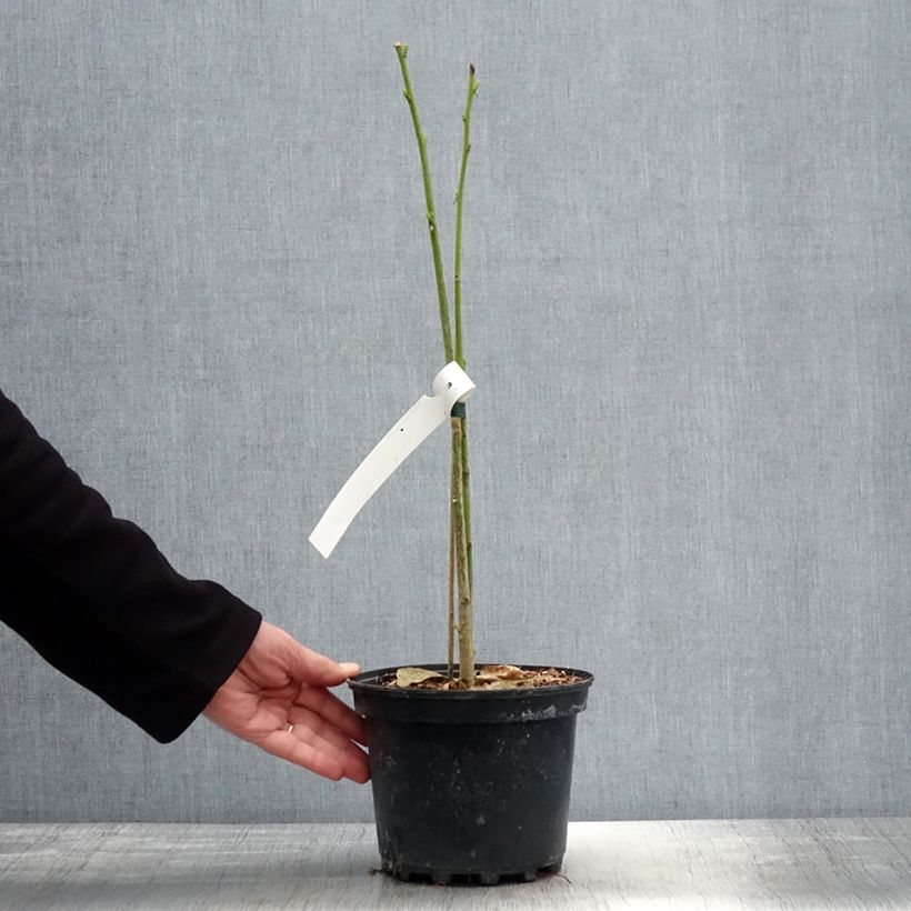 Erythrina bidwillii - Coralito Maceta 2L/3L Ejemplar entregado en la primavera