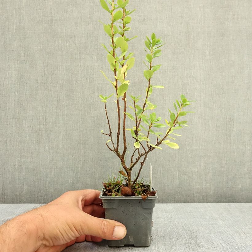 Ejemplar de Escallonia Apple Blossom Maceta de 8/9 cm entregado en verano