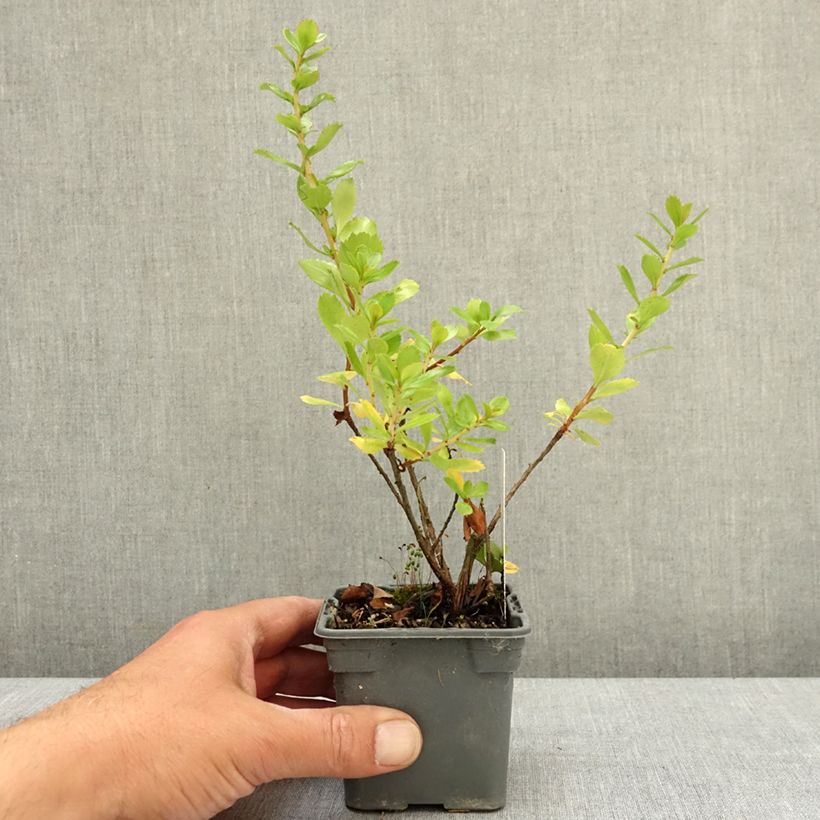 Escallonia Apple Blossom Maceta de 8/9 cm Ejemplar entregado en la primavera