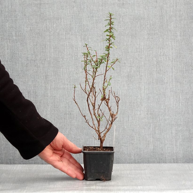 Escallonia compacta Coccinea Maceta de 8/9 cm Ejemplar entregado en invierno