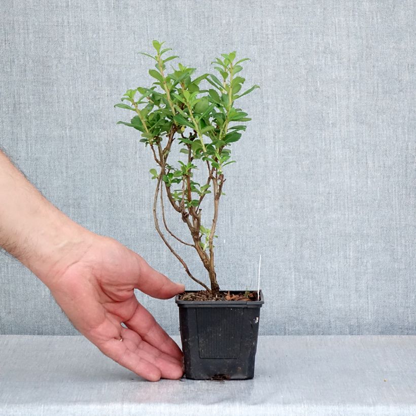 Escallonia compacta Coccinea Maceta de 8/9 cm Ejemplar entregado en la primavera