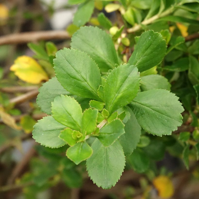 Escallonia Donard Seedling (Follaje)