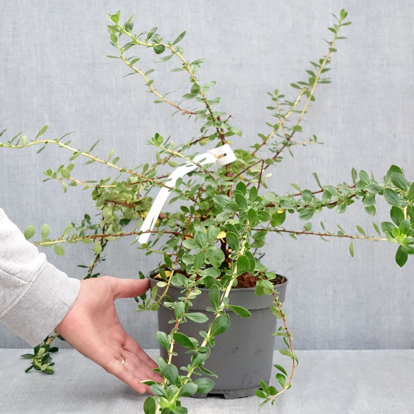 Ejemplar de Escallonia Donard Star Maceta 3L/4L entregado en otoño