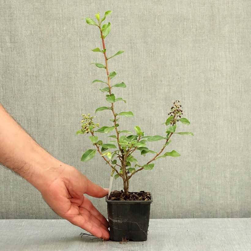 Ejemplar de Escallonia Iveyi Maceta de 8/9 cm entregado en verano