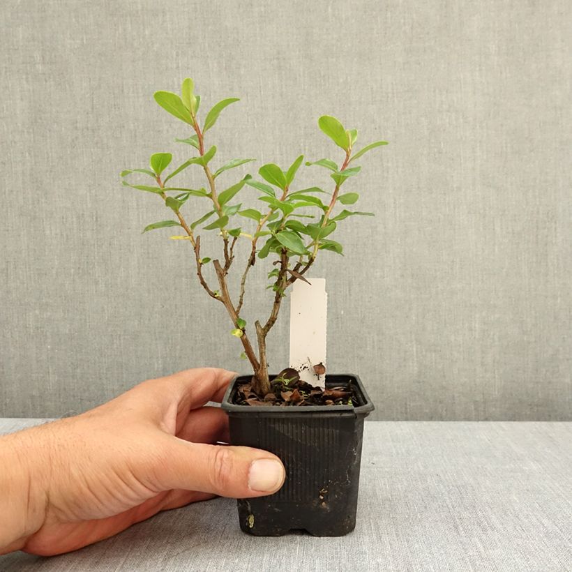 Escallonia Iveyi Maceta de 8/9 cm Ejemplar entregado en la primavera