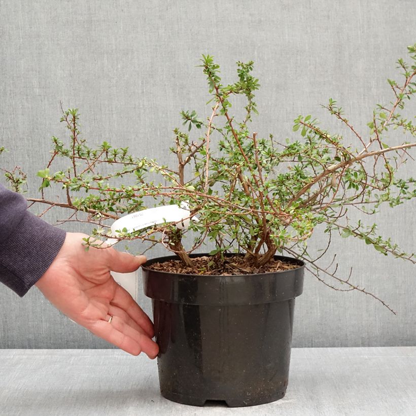 Escallonia Pinky Carpet Maceta 3L/4L Ejemplar entregado en la primavera