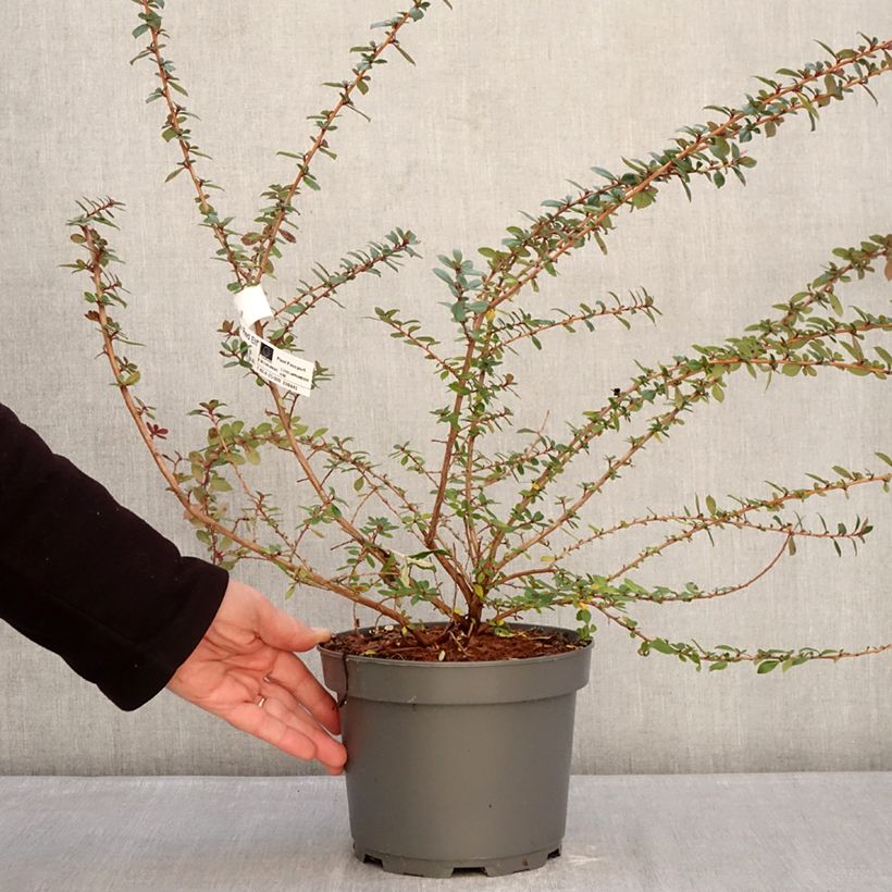 Escallonia Red Elf Maceta 3L/4L Ejemplar entregado en invierno