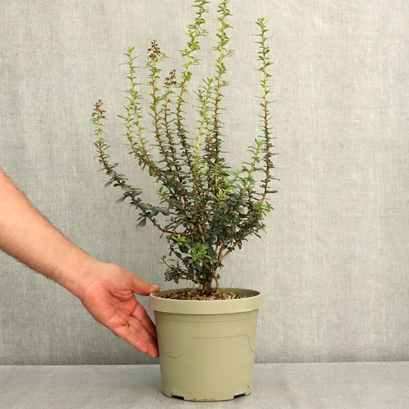 Ejemplar de Escallonia rubra Red Tower Pot de 3L/4L entregado en verano