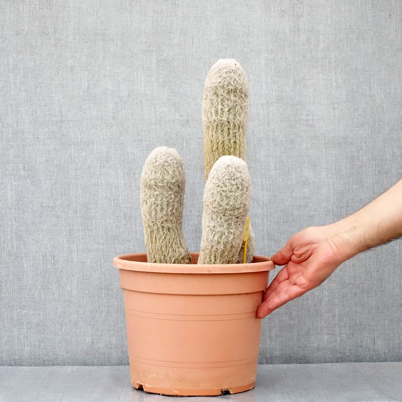 Ejemplar de Cactus - Espostoa churinensis Maceta 7,5L/10L entregado en otoño
