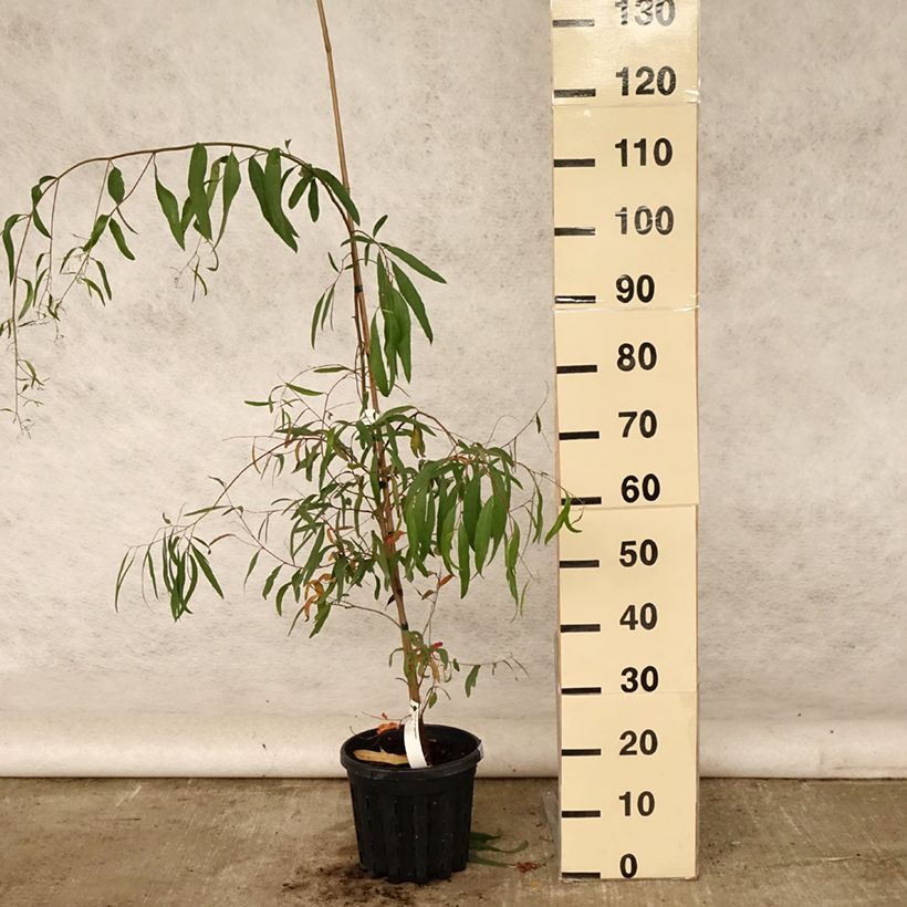 Ejemplar de Eucalyptus aggregata Maceta 4L/5L entregado en verano