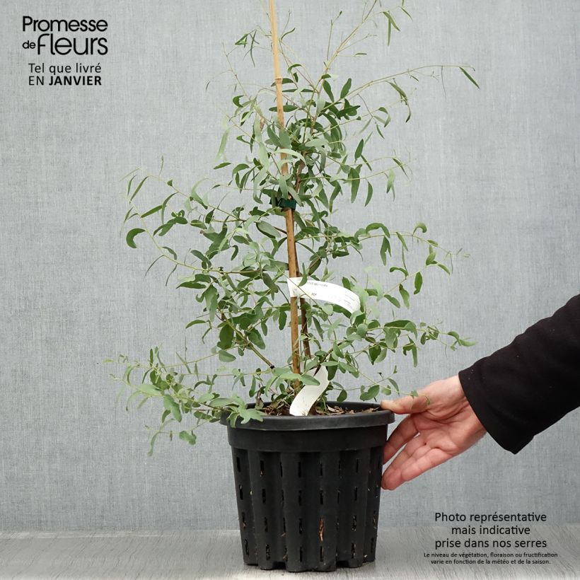 Eucalyptus aggregata Maceta 4L/5L Ejemplar entregado en invierno