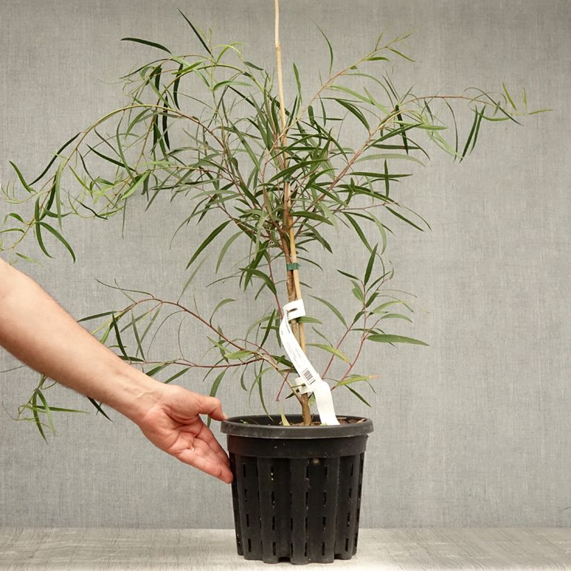 Ejemplar de Eucalyptus apiculata - Eucalipto de flores amarillas Maceta 4L/5L entregado en verano