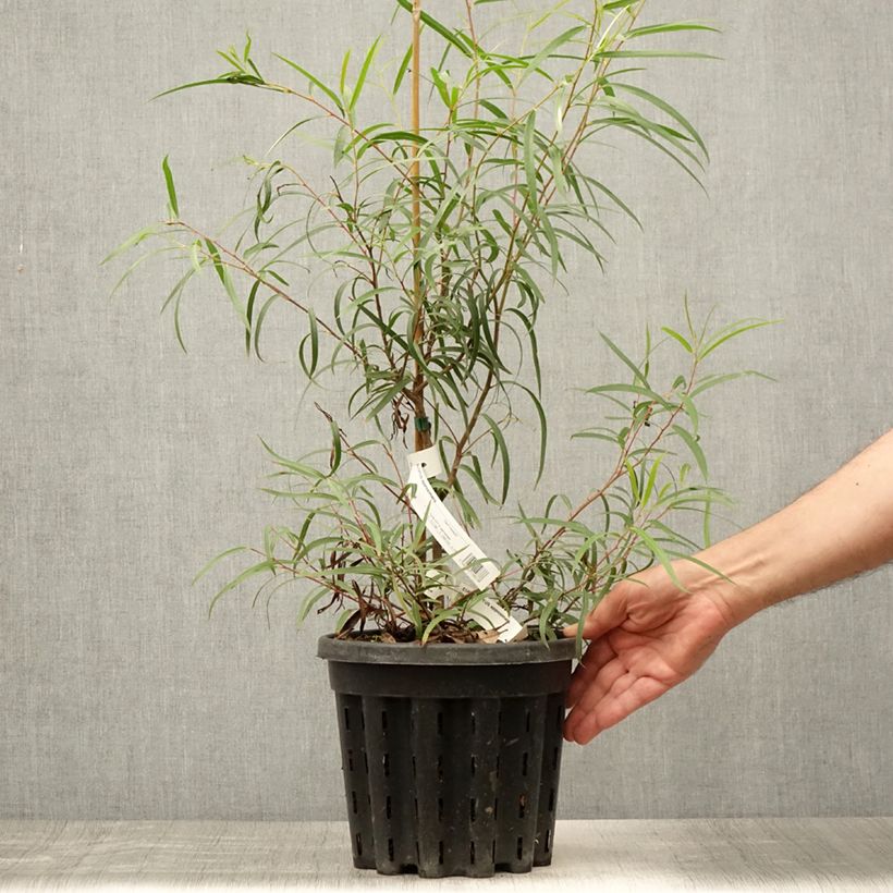 Ejemplar de Eucalyptus approximans Maceta 4L/5L entregado en verano